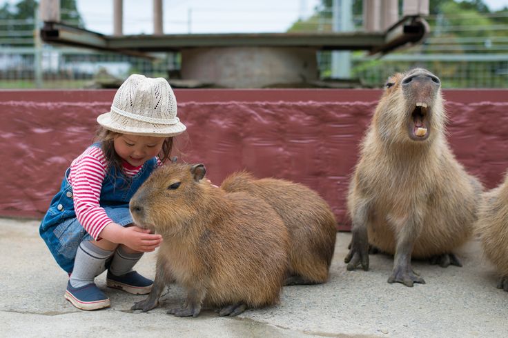 Капибара по сравнению с человеком фото Top 5 Natural Kawaii Places in Japan - Klook Travel Blog Cute animal drawings, C
