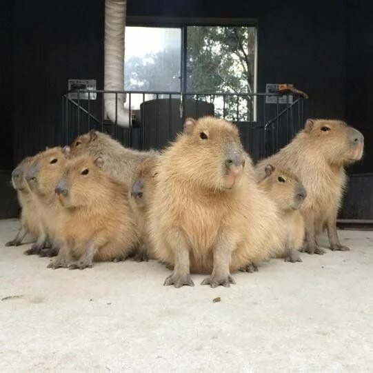 Капибара пролетарская ул 81б фото Zoos & Wildlife Parks Capybara, Funny animals, Animals
