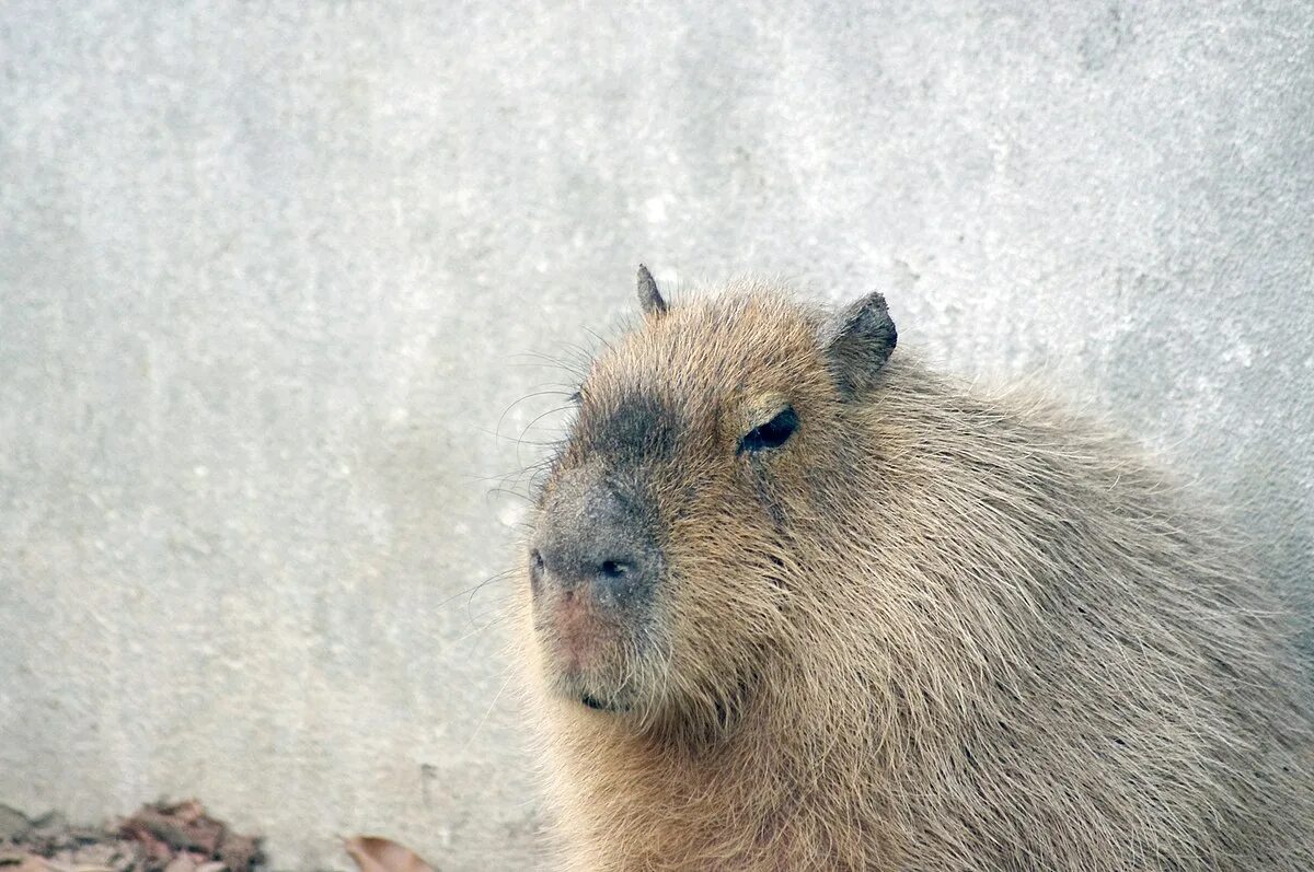 Капибара пролетарская ул 81б фото File:Capybara (IMGP4473).jpg - Wikimedia Commons