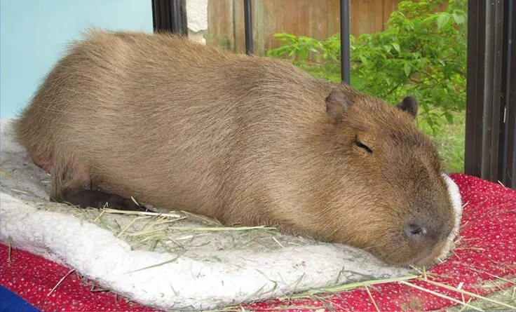 Капибара пролетарская ул 81б фото Capybara And How To Nurture Them Capybara, Capybara pet, Pets