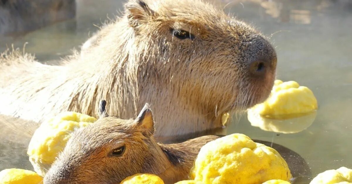 Капибара с ананасом на голове фото Let Capybaras Warm Your Soul in a Yuzu Bath! - Any Town Comics
