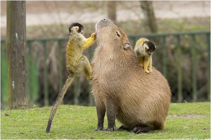 Капибара с другими животными фото Robbery or dental care? pt. I (Explored) Capybara, Animals, Animals friendship