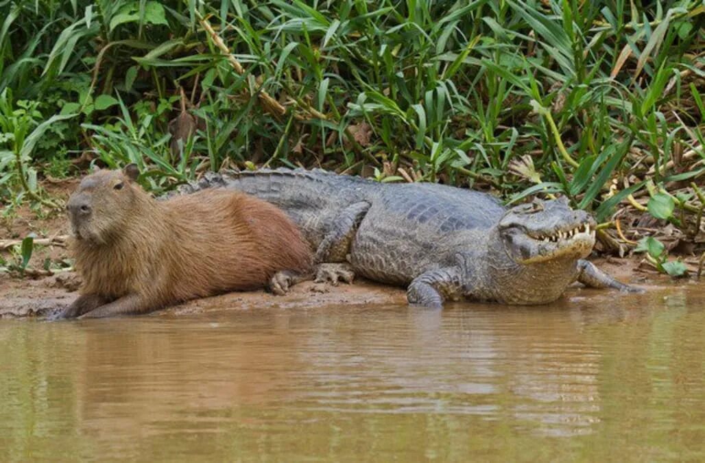 Капибара с другими животными фото Why do capybaras get along so well with literally every other species?