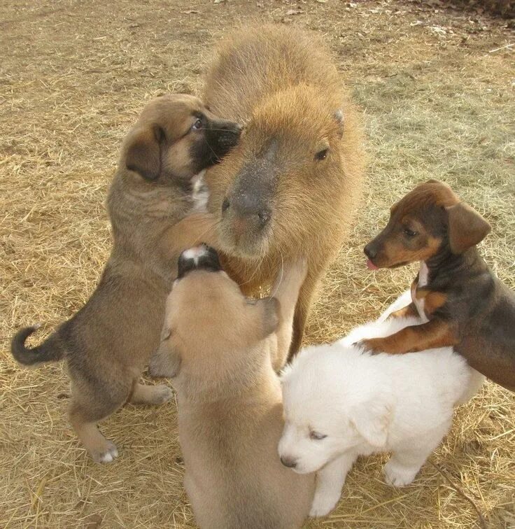 Капибара с другими животными фото Capybara Loves All The Animals On Her Farm Cute animals, Capybara, Cute animal p