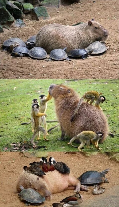 Капибара с другими животными фото As 10 melhores ideias e inspirações sobre unusual animal friendships