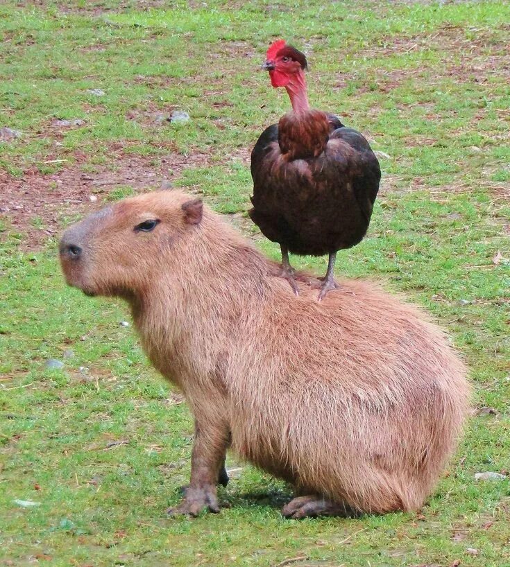 Капибара с другими животными фото Animals Sitting on Capybaras : Photo Capybara, Rodents, Weird animals