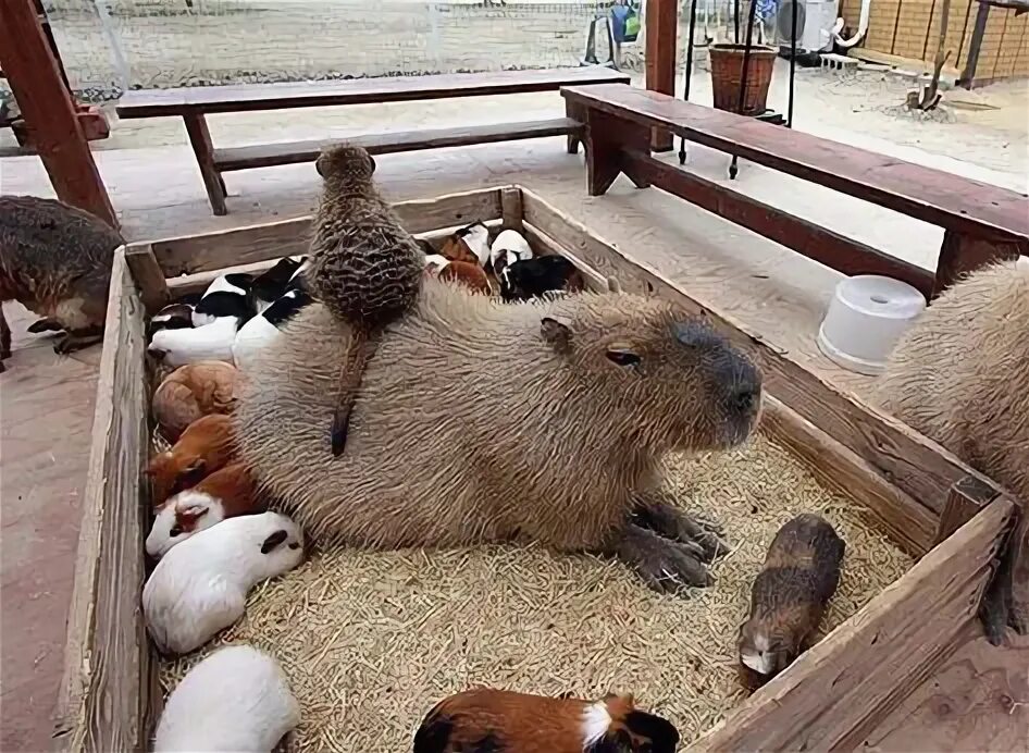Капибара с другими животными фото 26 Capybaras with baby goats wearing sweaters (the goats wear them, not the Capy