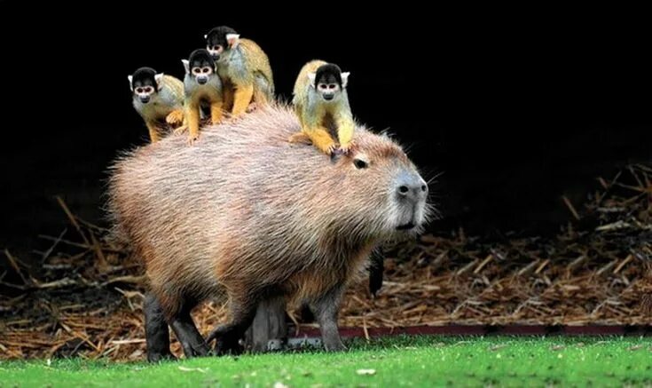 Капибара с другими животными фото Жирен и красив Capybara, Large rodents, Small pets
