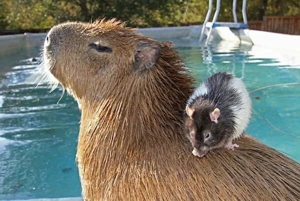Капибара с другими животными фото Capybaras Are Friends With Everyone. And They're Not Even Slightly ... Capybara 