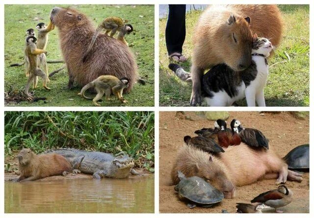 Капибара с другими животными фото Pin by PinkyPalota on animals Capybara, Animal rescue shelters, Animals