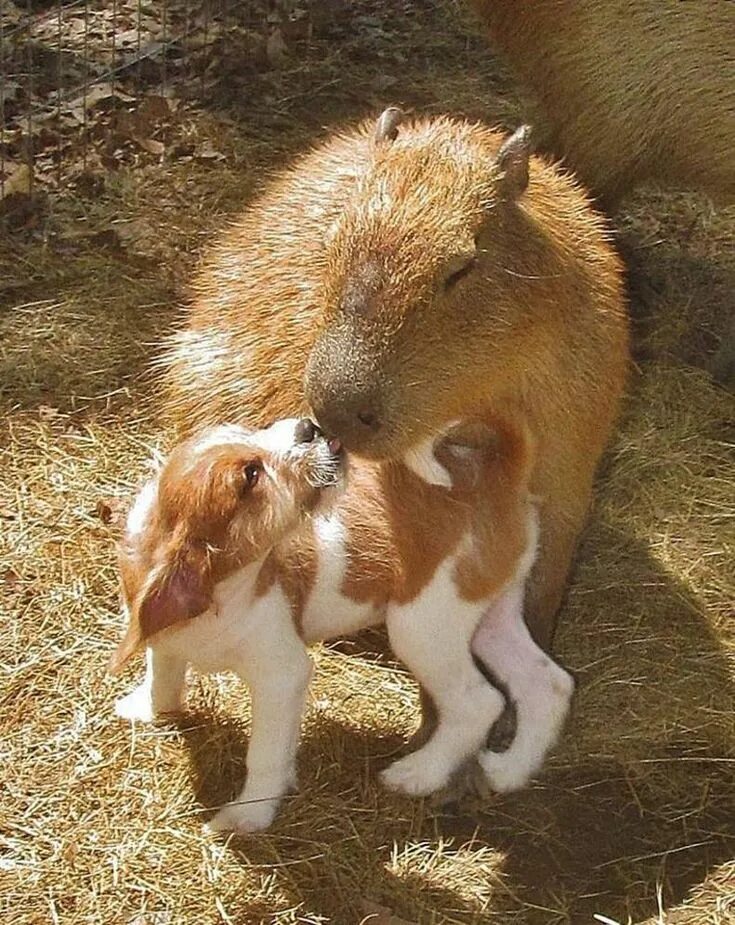 Капибара с другими животными фото Capybara Is Friends With All Animals At Arkansas Sanctuary - The Dodo Capybara p