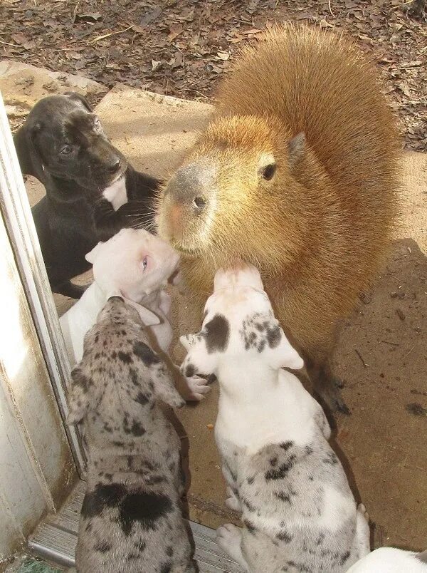 Капибара с другими животными фото This Is Cheesecake, The Capybara Who Adopts Orphaned Puppies Cute animals, Cute 