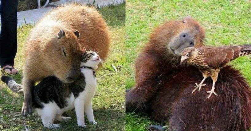 Капибара с другими животными фото It's Official: All Animals Love Hanging Out With Capybaras Capybara, Animals, Al