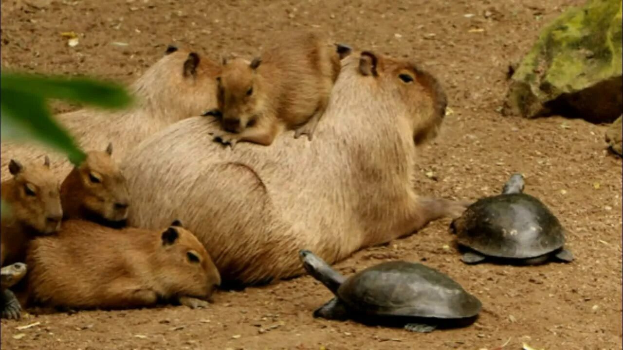 Капибара с другими животными фото Why Do Animals Like Capybaras (Most Lovable Critter) So Much ? - YouTube