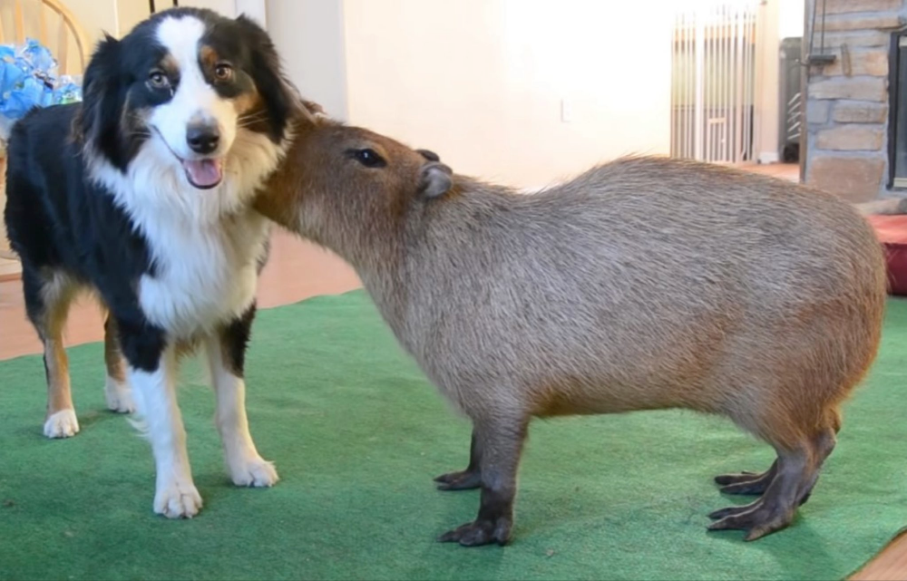 Капибара с другими животными фото CAPYBARA MAN (@CAPYBARA_MAN) on X Capybara, Cat memes, Animals