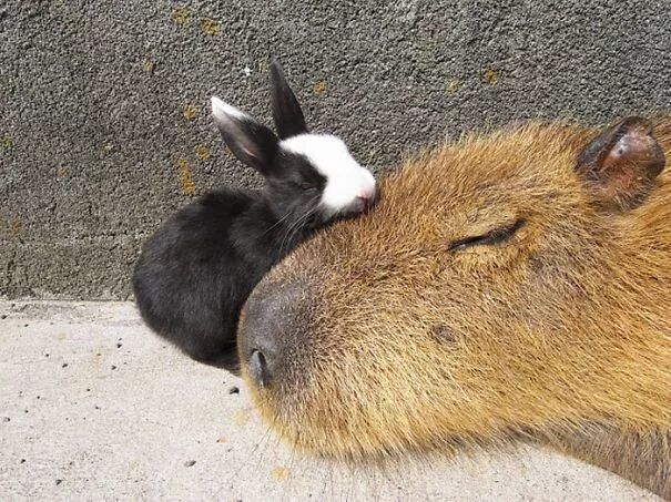 Капибара с другими животными фото Pourquoi-les-autres-animaux-aiment-autant-les-capybaras-5 Pourquoi les autres an