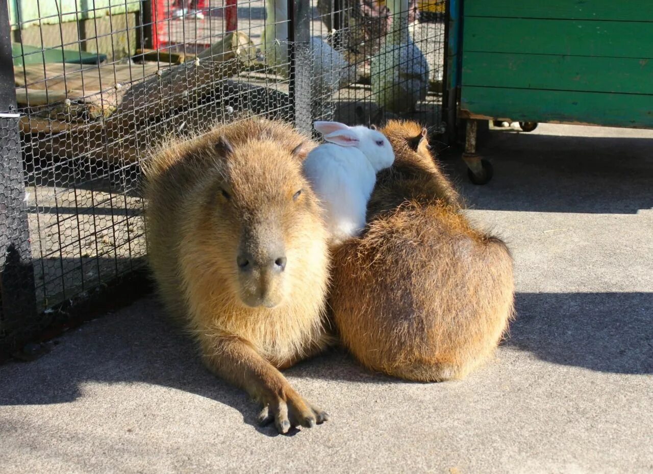 Капибара с другими животными фото Capybara double sofa for bunny Unusual animal friendships, Unusual animals, Capy