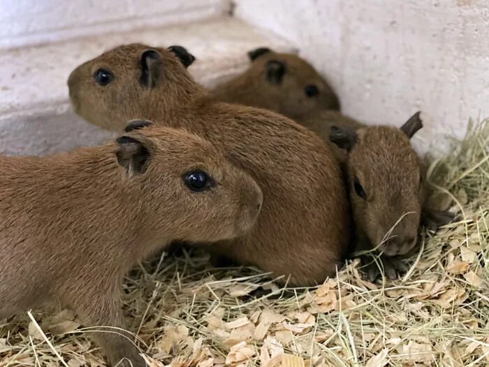 Капибара с малышами фото 2 week old capybaras - 9GAG