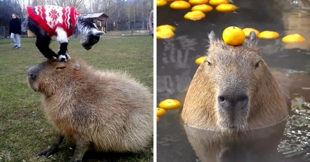 Капибара с мандаринкой на голове фото Create meme "capybara with tangerine, capybara photos, capybara with orange" - P