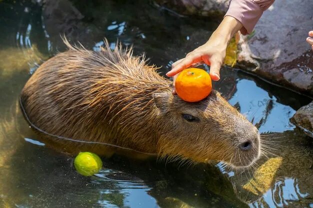 Капибара с мандаринкой на голове фото Premium Photo The cute capybara in the farm is taking a bath