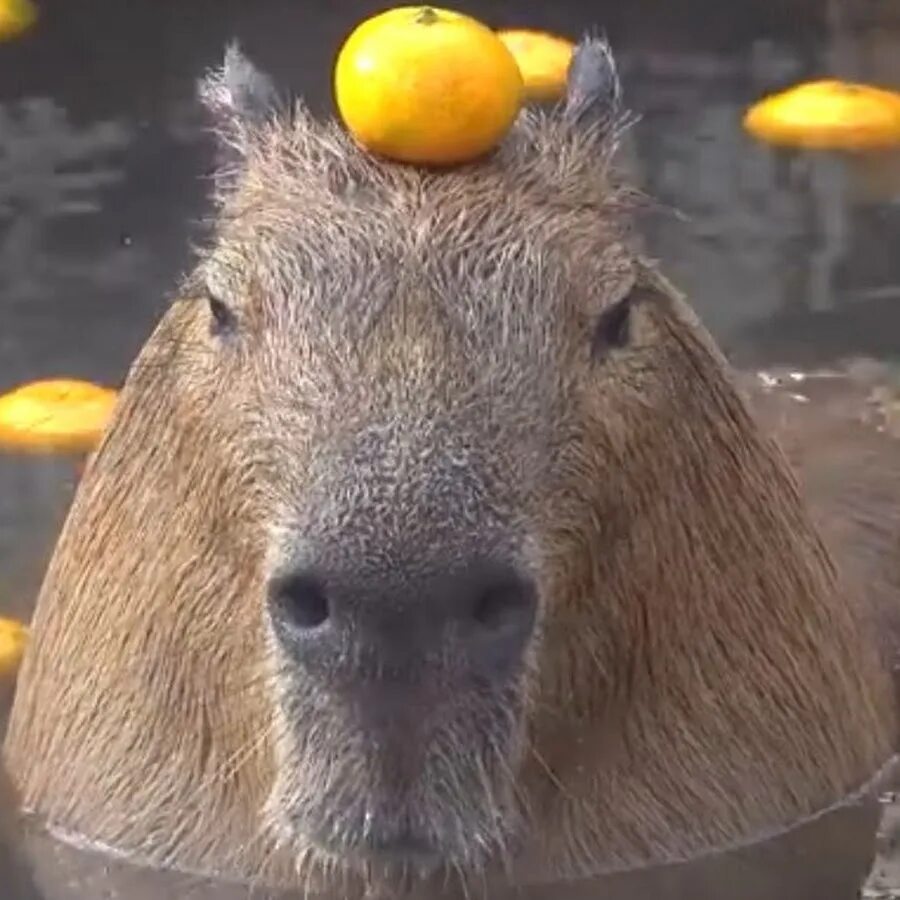 Капибара с мандаринкой на голове фото Capybaracarl - YouTube