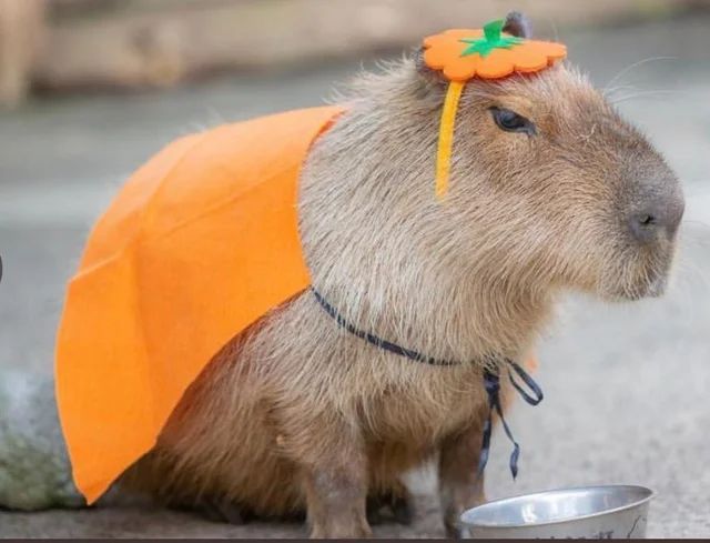 Капибара с мандаринкой на голове фото Pin by Silvia Vaughan on capa-tonight Capybara pet, Capybara, Cute little animal