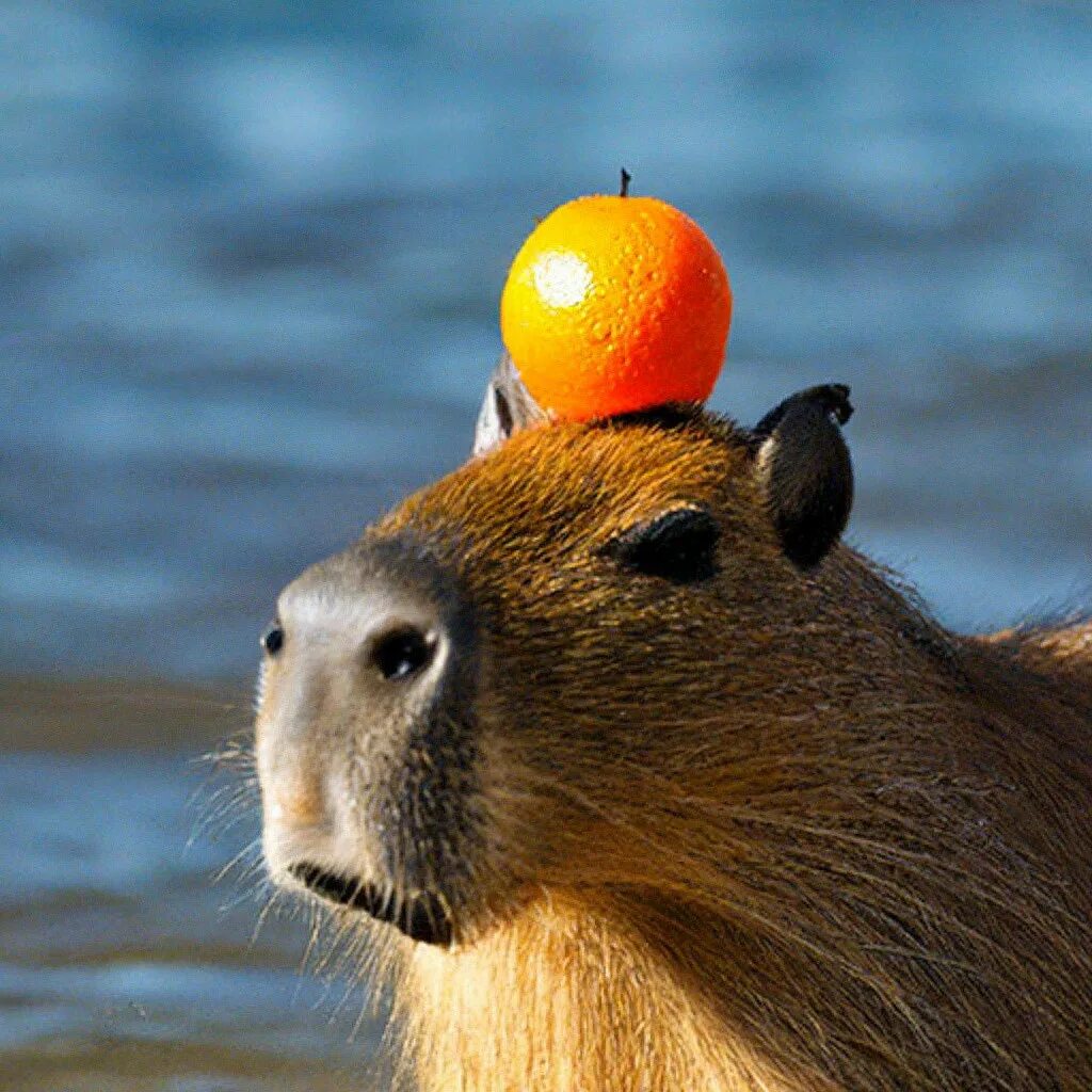 Капибара с мандарином на голове фото "A capybara with an orange on its head" - image created in Shedevrum