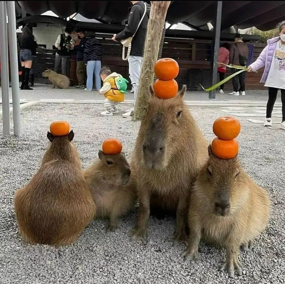 Капибара с мандарином на голове фото Pin de Arrua Sergio en Capibaras en 2024 Fotografías divertidas de animales, Imá