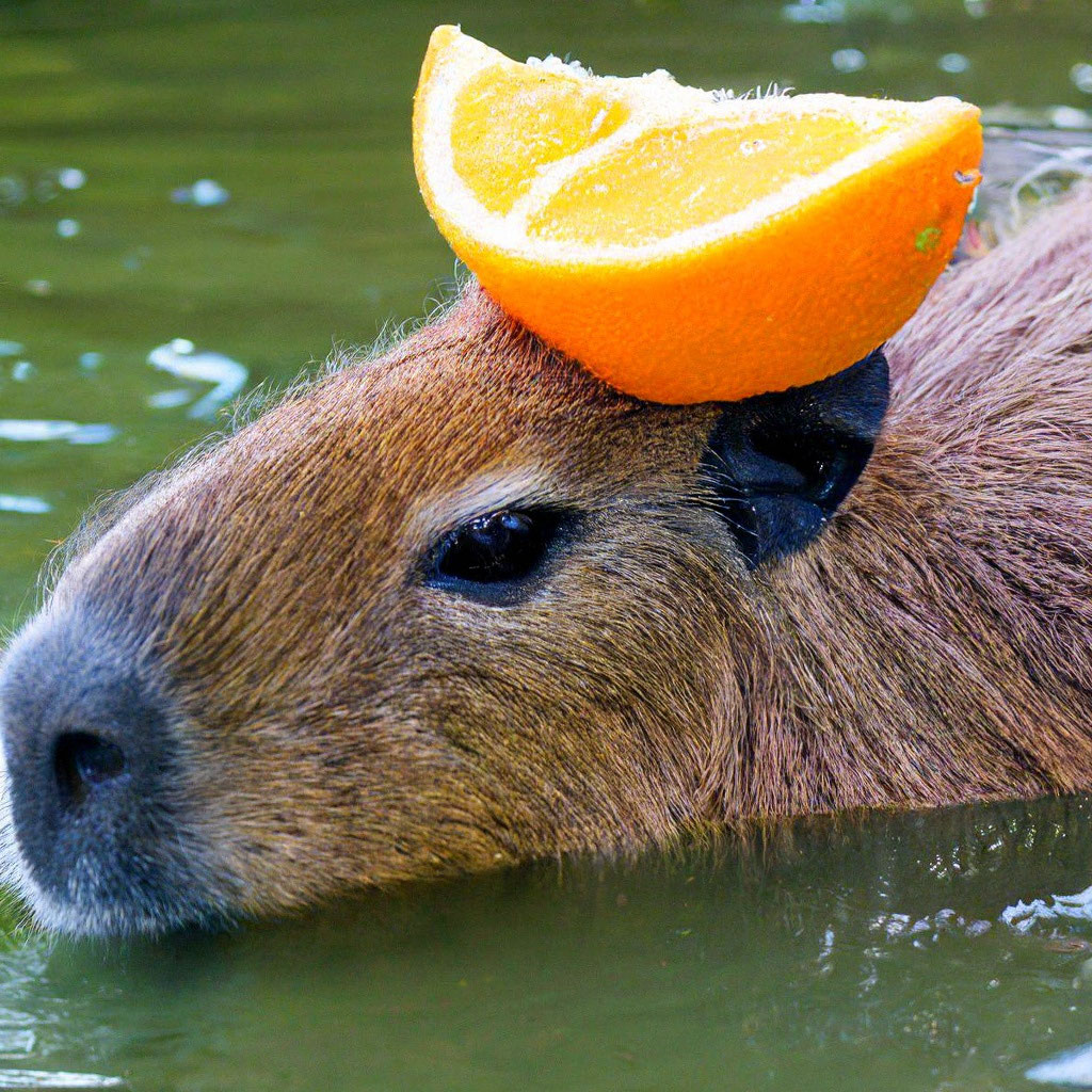 Капибара с мандарином на голове фото "Capybara with an orange on her head ." - image created in Shedevrum
