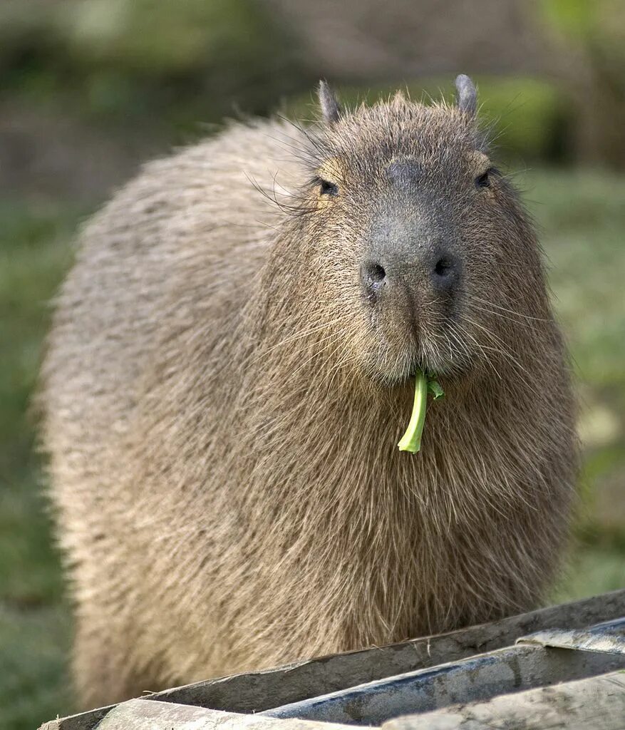 Капибара с соплей фото Flickr Capybara, Fluffy animals, Funny animals