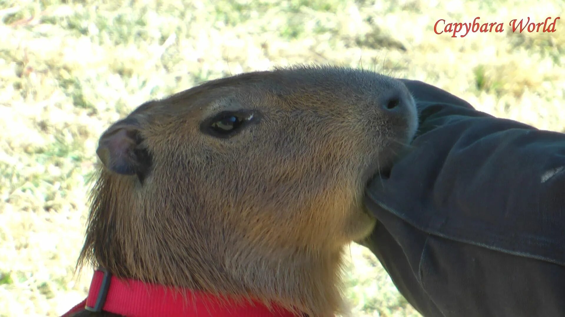 Капибара с соплей фото Pin by Mia Belt on Capybara in 2022 Capybara, Cute animals, Pretty animals