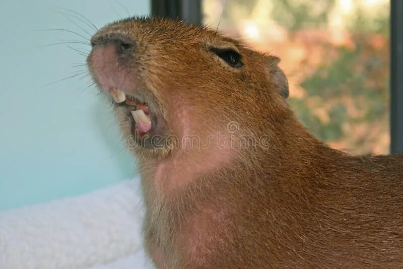 Капибара с соплей фото Pet Capybara Yawning in Front of a Window Stock Photo - Image of rous, baby: 179