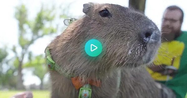 Капибара с соплей фото Capybara - GIF on Imgur