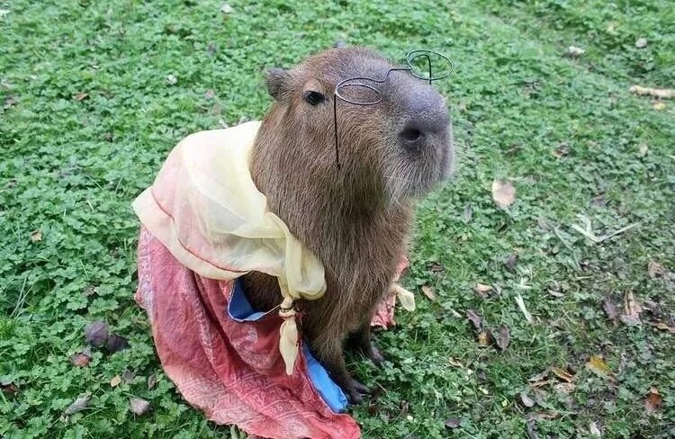 Капибара с соплей фото #фото #cavy #cavy_metal #морскаясвинка #морскиесвинки #морские_свинки #Guineapig