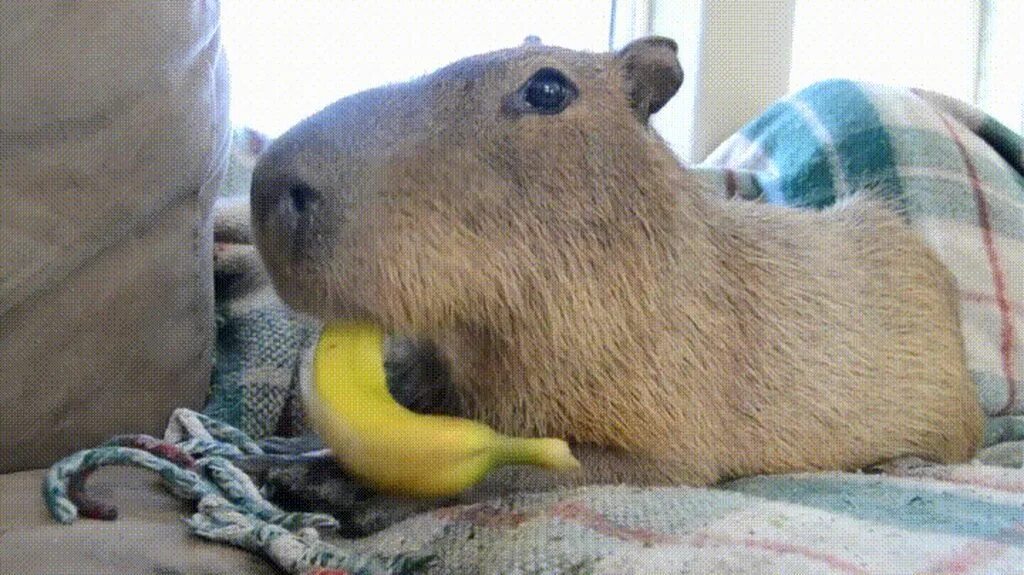 Капибара с соплей фото Capybaras...the coolest, the chillest - Album on Imgur