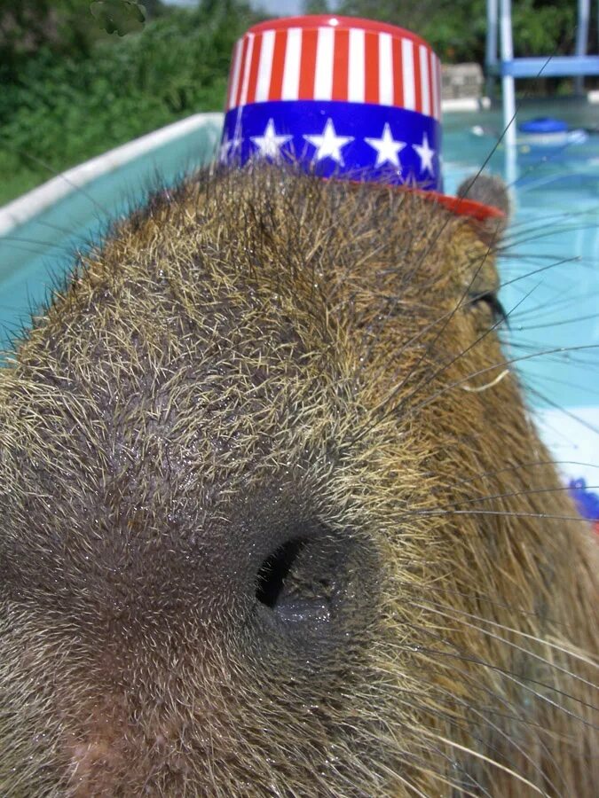 Капибара с соплей фото Great kakibara feels with his nose that you forget to like.. No offence capybara