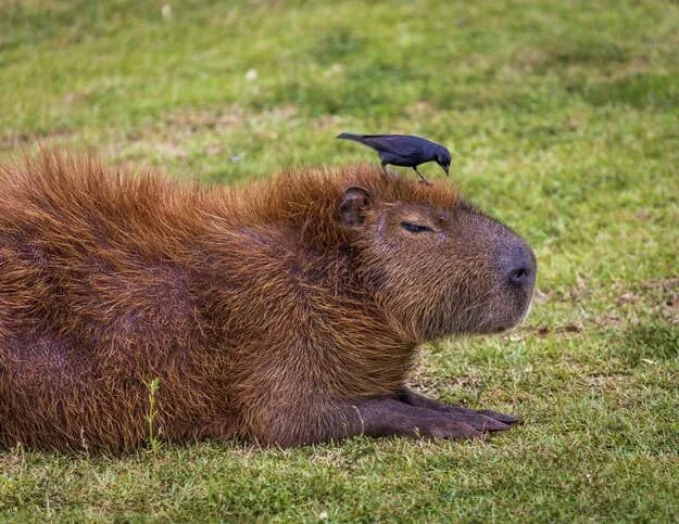 Капибара с соплей фото 22 Capybaras Bein' So Fancy Capybara, American animals, Pet birds