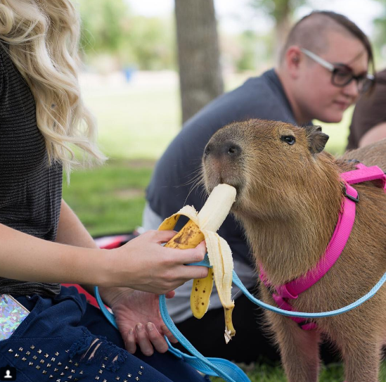Капибара смешные фото 21 Times Sweetie The Capybara Was Such A Dang Ray Of Sunshine Capybara, Capybara