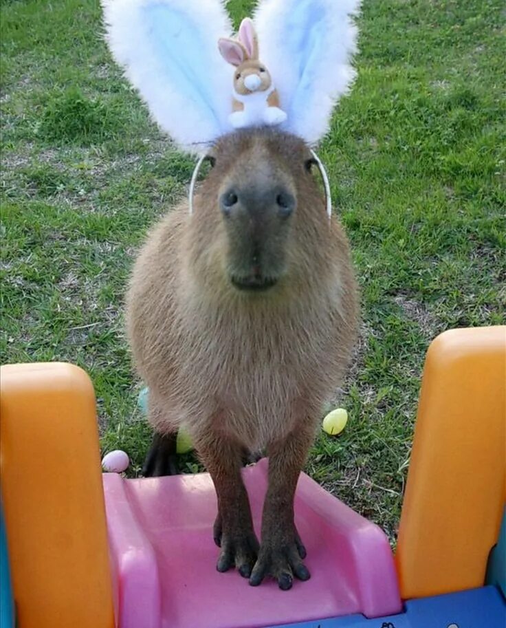 Капибара смешные фото Pin tillagd av Ingrid dos prazeres på capybara i 2024
