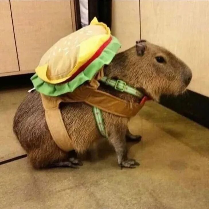 Капибара смешные фото Steam Workshop::ok-i-pull-up-capybara v.2