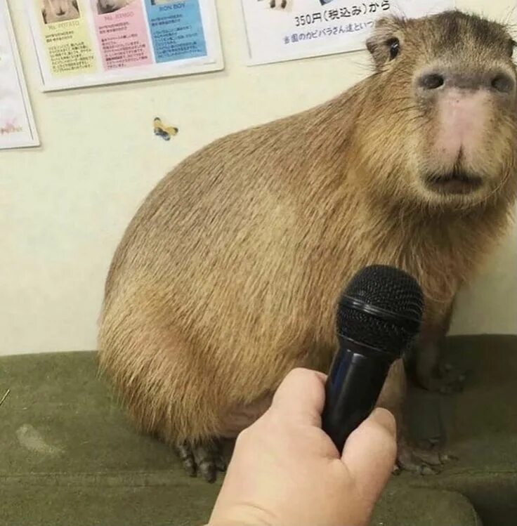 Капибара смешные фото Laugh Out Loud: The Funniest Capybara Memes on Pinterest Capybara, Capybara pet,