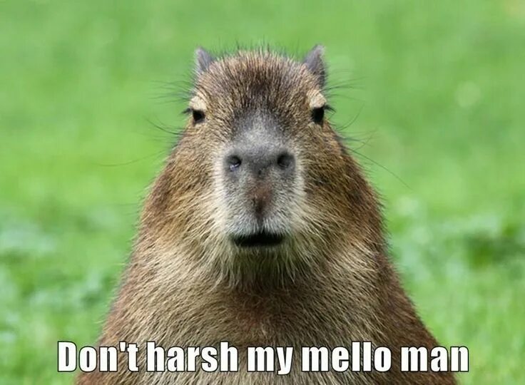 Капибара смешные фото Pin by Ms C on My Humor Capybara, Animals, Best