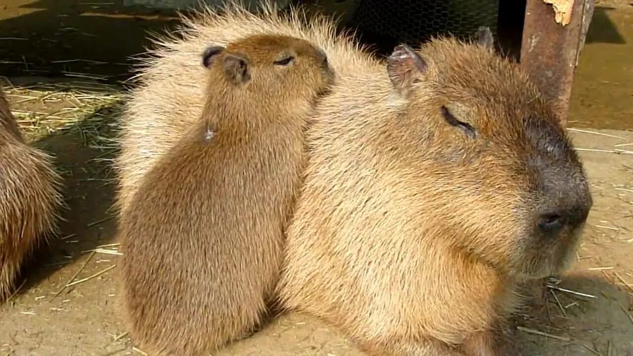 Капибара смоленск микрорайон королевка 1а фото 仔 カ ピ バ ラ か ん 太 の 寄 り 添 い 寝(Child capybara have a doze) - YouTube