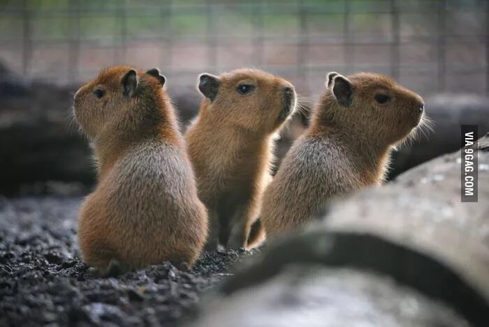 Капибара смоленск микрорайон королевка 1а фото Baby capybaras. - Animals Детеныши животных, Милые детеныши животных, Капибара