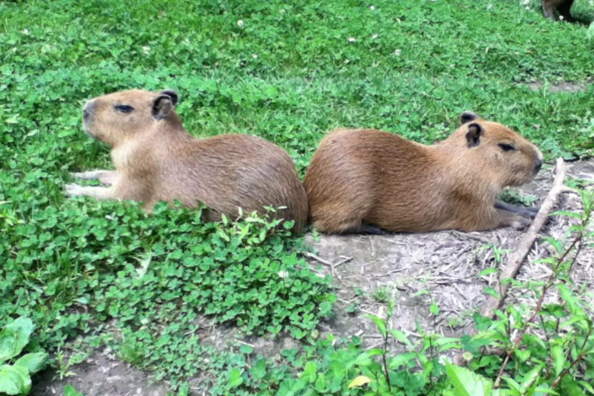 Капибара смоленск микрорайон королевка 1а фото Two large rodents have escaped from the High Park zoo