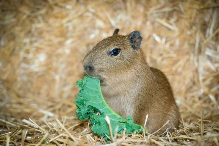 Капибара смоленск микрорайон королевка 1а фото Baby Capybara Munches on Mom's Salad Capybara, Baby capybara, Zooborns