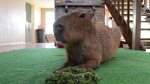 Капибара смоленск микрорайон королевка 1а фото Capybara играть