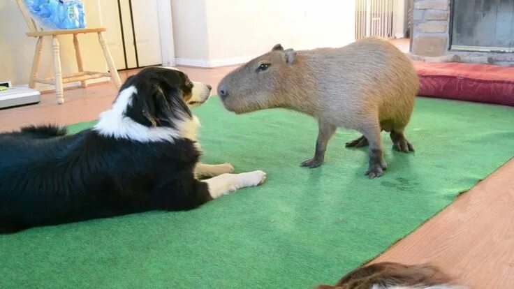 Капибара смоленск микрорайон королевка 1а фото Dog and Capybara Capybara, Dogs, Animals friendship