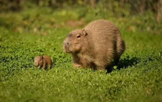 Капибара смоленск микрорайон королевка 1а фото Pin on Beautiful Creatures