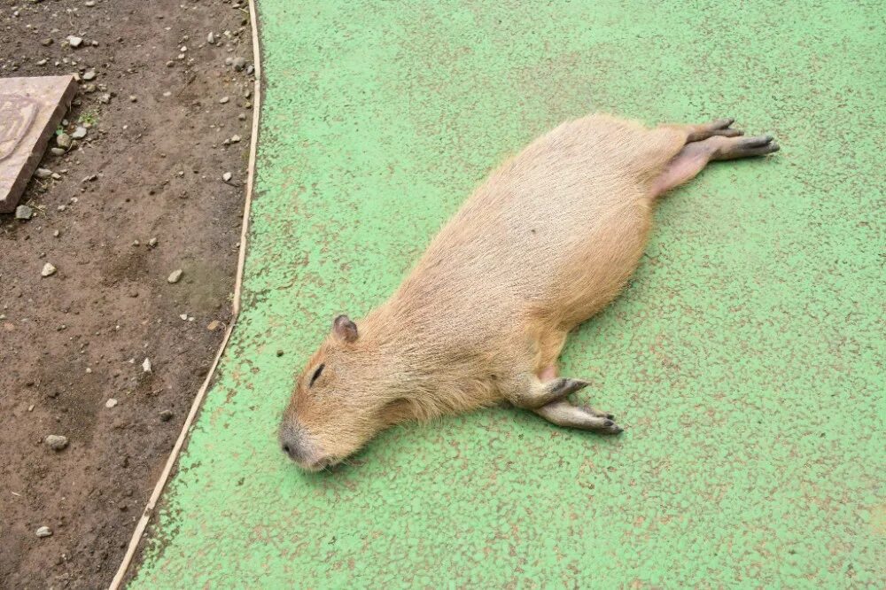 Капибара смоленск микрорайон королевка 1а фото Create meme "rodent capybara, capybaras" - Pictures - Meme-arsenal.com